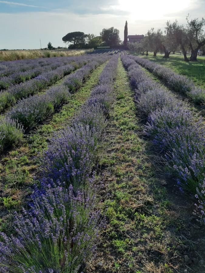 Tenuta Di Pontesodo Montalto di Castro Exteriér fotografie